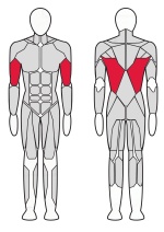 Блок для мышц спины (верхняя/нижняя тяга) Fitex FTX-5506